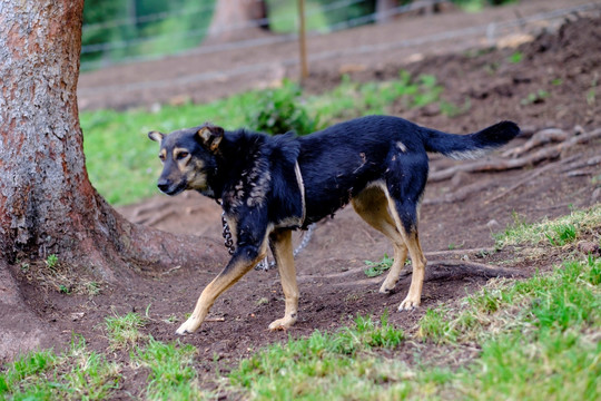 牧羊犬