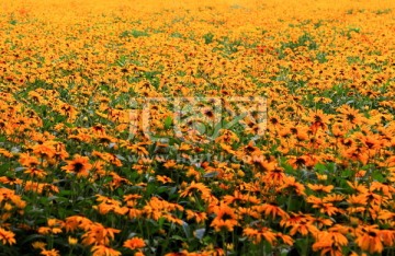 黄菊花 花海