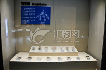 笔石纲化石展示柜台