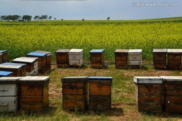 养蜂人家
