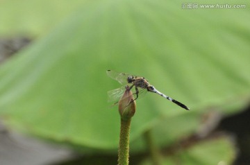 断翅的蜻蜓