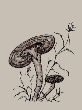 靈芝插畫