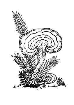 靈芝插畫