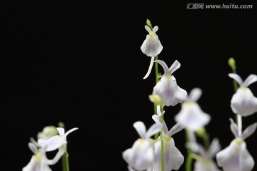 狸藻花特写 小波白兔