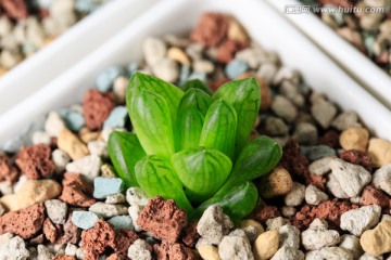 多肉植物 玉露特写