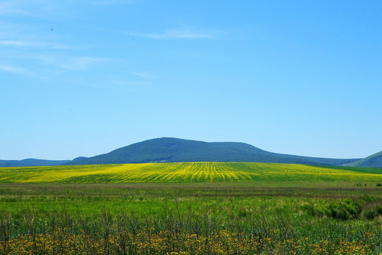 农田油菜花