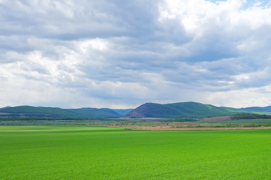 麦田风景