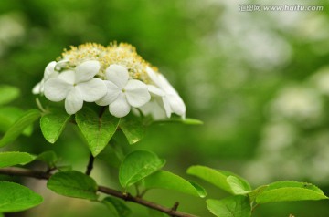 琼花