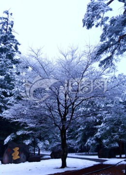 雪后的树木