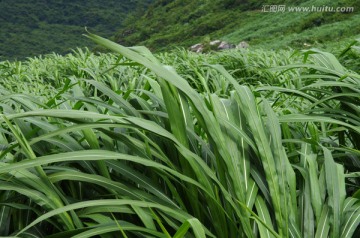 牧草