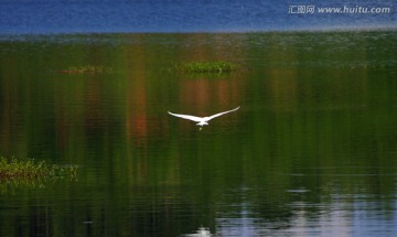 湿地 飞鸟