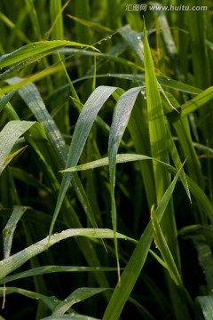 秧苗 水稻 雨露