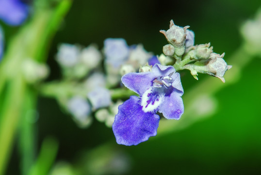 蓝花