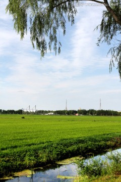 稻田 水渠