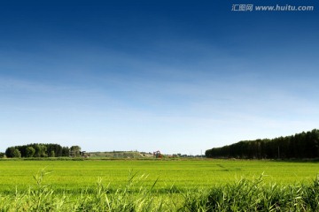 水稻田 夏天