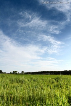 稻田 夏天