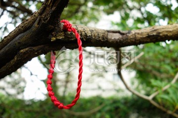 树枝上的红绳结