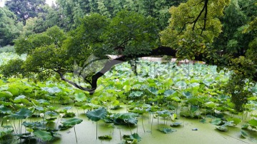 翠湖荷塘