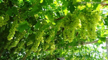 新疆 哈密 葡萄