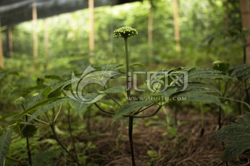 三七花