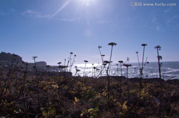 花儿与海