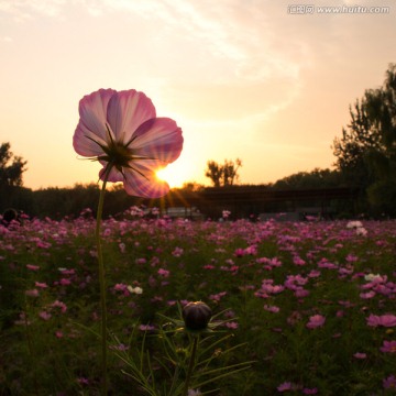 格桑花