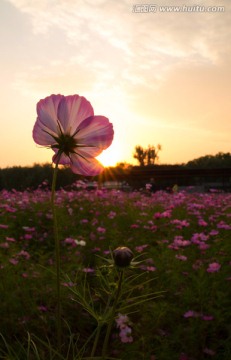 格桑花