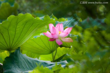 荷花 荷叶