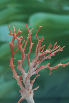 瘦长红珊瑚 Redcoral