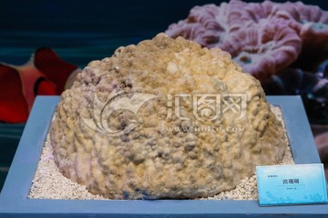 滨珊瑚 Porites