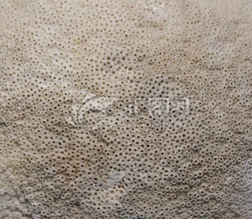 多孔同星珊瑚 蜂巢珊瑚科纹理