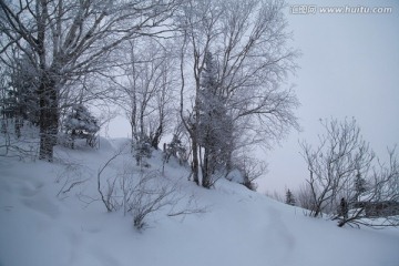 有树的雪景