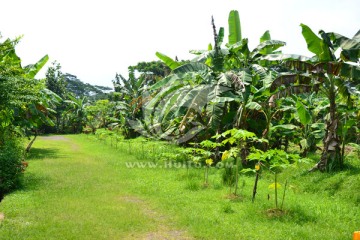 香蕉园