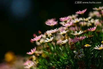 格桑花开