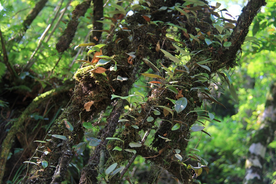 原始森林 树干植被