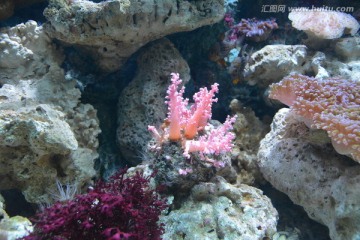 粉色珊瑚