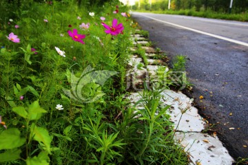 鲜花 路