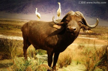 非洲水牛和牛背鹭