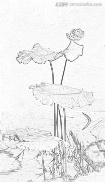 設(shè)計素材 荷花