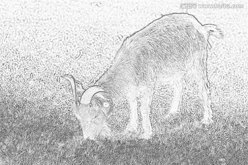 動物素材 羊