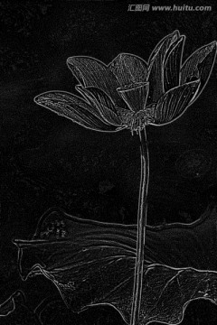 設(shè)計(jì)素材 荷花