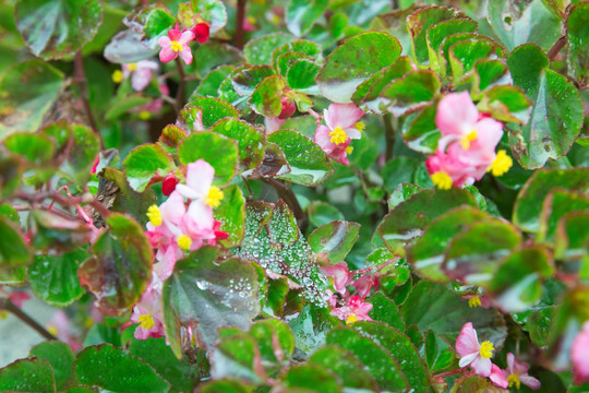 玻璃海棠 红花