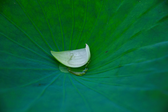 花瓣 荷花