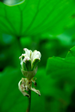 荷花池 莲蓬