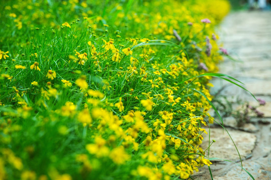 黄花 野花