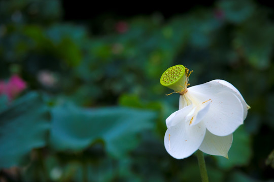 荷花 莲蓬