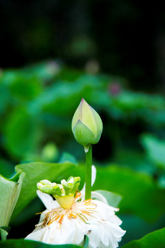 荷花 花苞