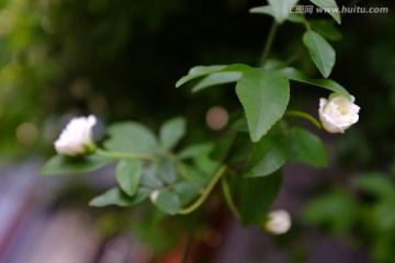 茉莉花 特写