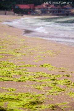 浒苔侵袭