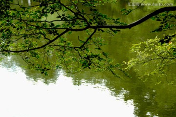 绿树 池塘